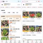 滇西农人的村播逆袭：“老”番茄找到重生意一